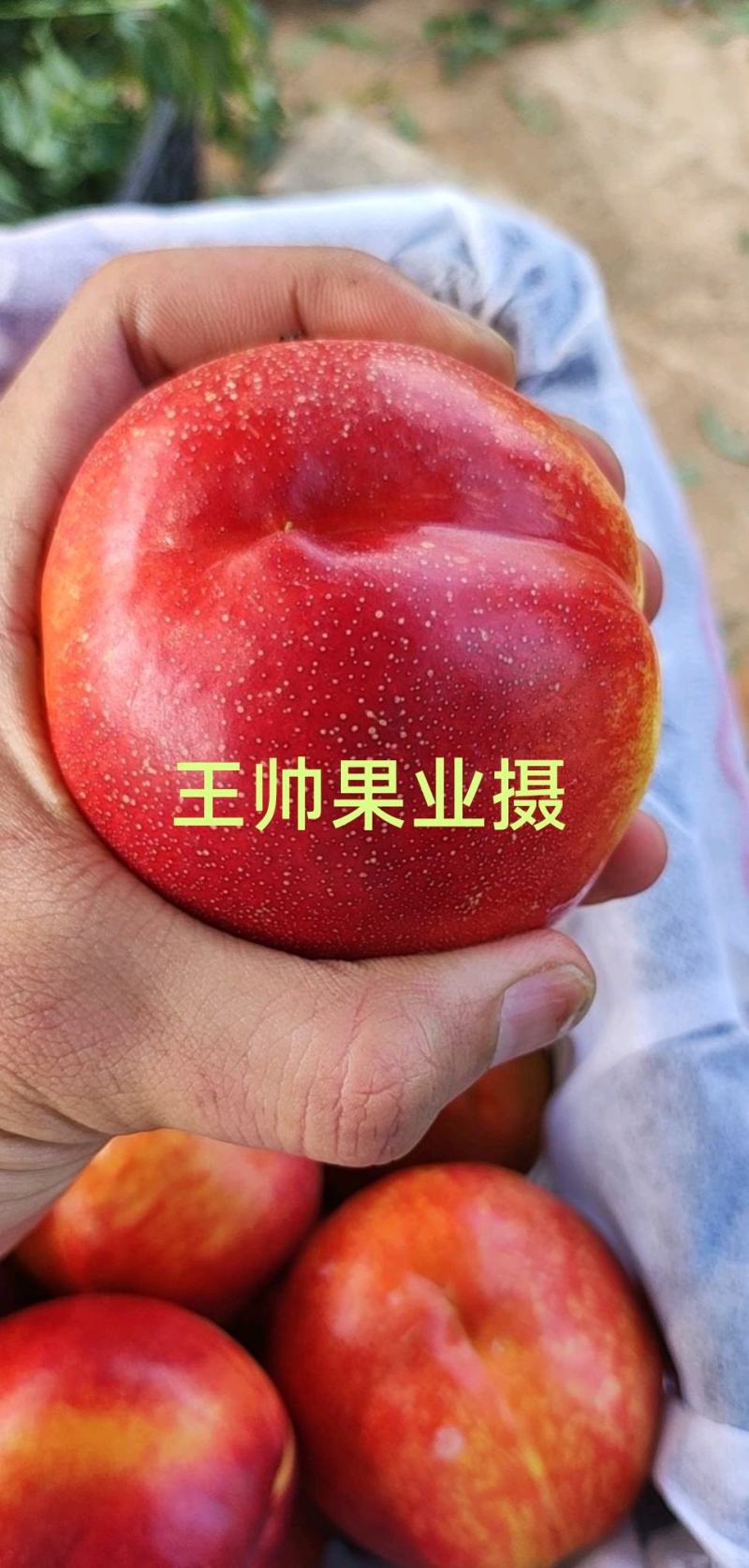 山西运城，中油油桃，中油4号，中油19号中油27号曙光油