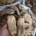 天麻天麻片天麻个圆片天麻无硫无熏硫规格齐全