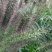 紫穗狼尾草种子观赏狼尾草种四季狗尾草种籽庭院室外护坡花海