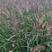 紫穗狼尾草种子观赏狼尾草种四季狗尾草种籽庭院室外护坡花海
