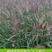紫穗狼尾草种子观赏狼尾草种四季狗尾草种籽庭院室外护坡花海