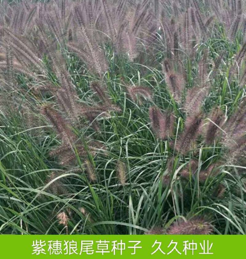 紫穗狼尾草种子观赏狼尾草种四季狗尾草种籽庭院室外护坡花海