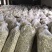 振兴药材批发供应七月贡菊保质保量常年供应诚信合作