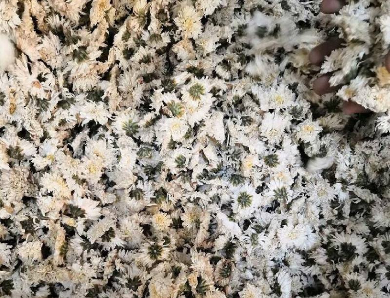 振兴药材批发供应七月贡菊保质保量常年供应诚信合作