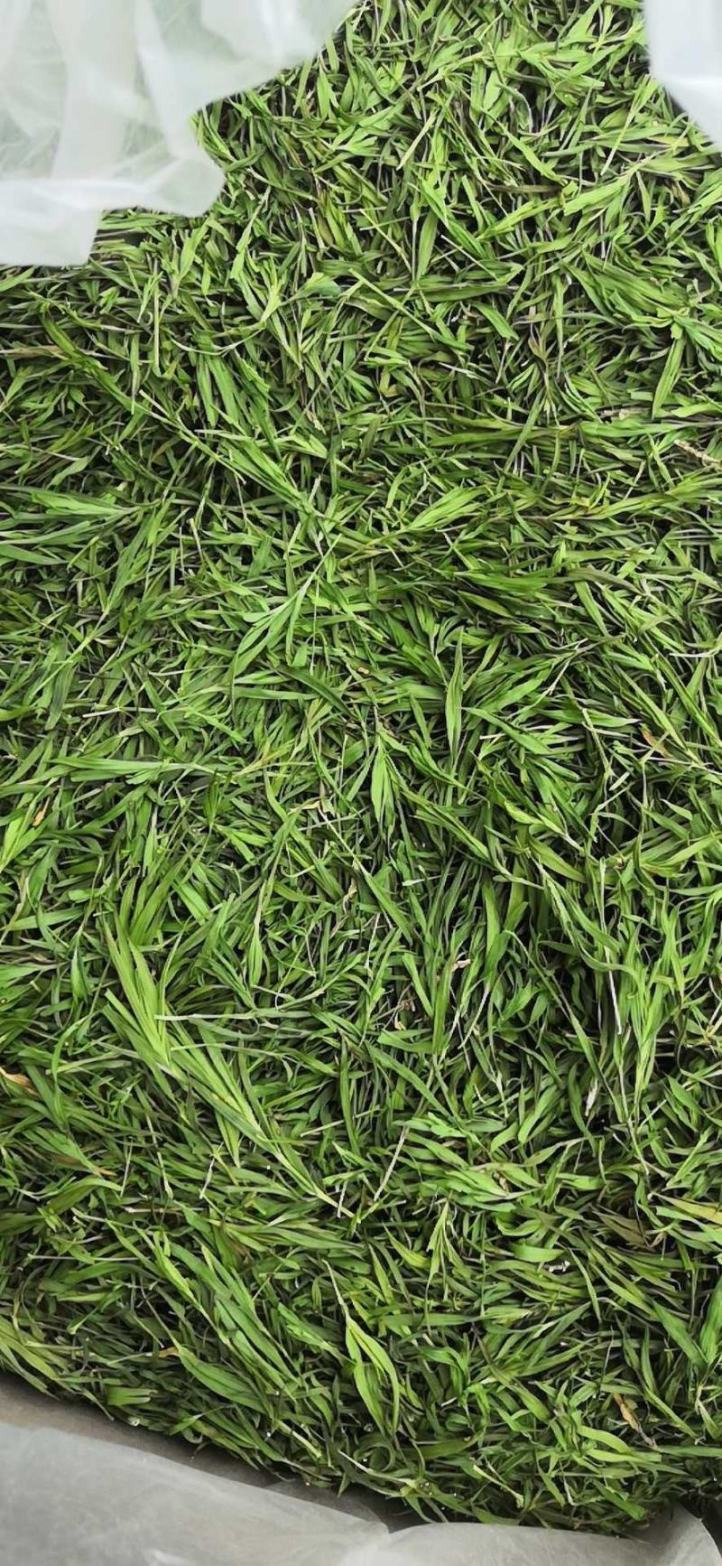 【石竹茶】2022新石竹茶厂家直供批发全国包邮