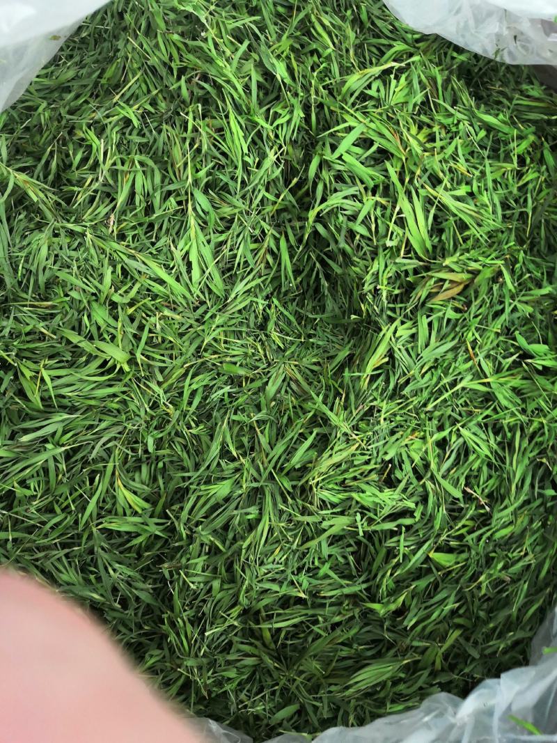 【石竹茶】2022新石竹茶厂家直供批发全国包邮