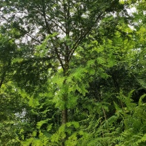 红豆杉七年树龄