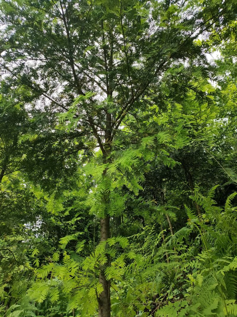 红豆杉七年树龄