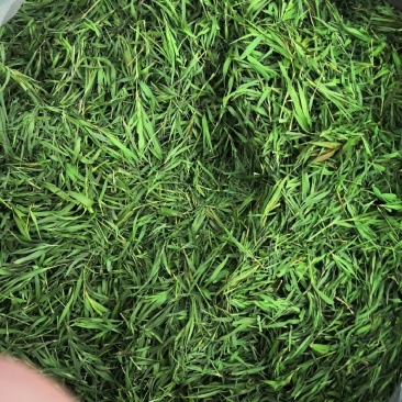 【石竹茶】2022新石竹茶厂家直供批发全国包邮