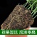 竹柏盆栽四季常青水养水培植物长寿竹平安竹室内耐寒绿植竹柏