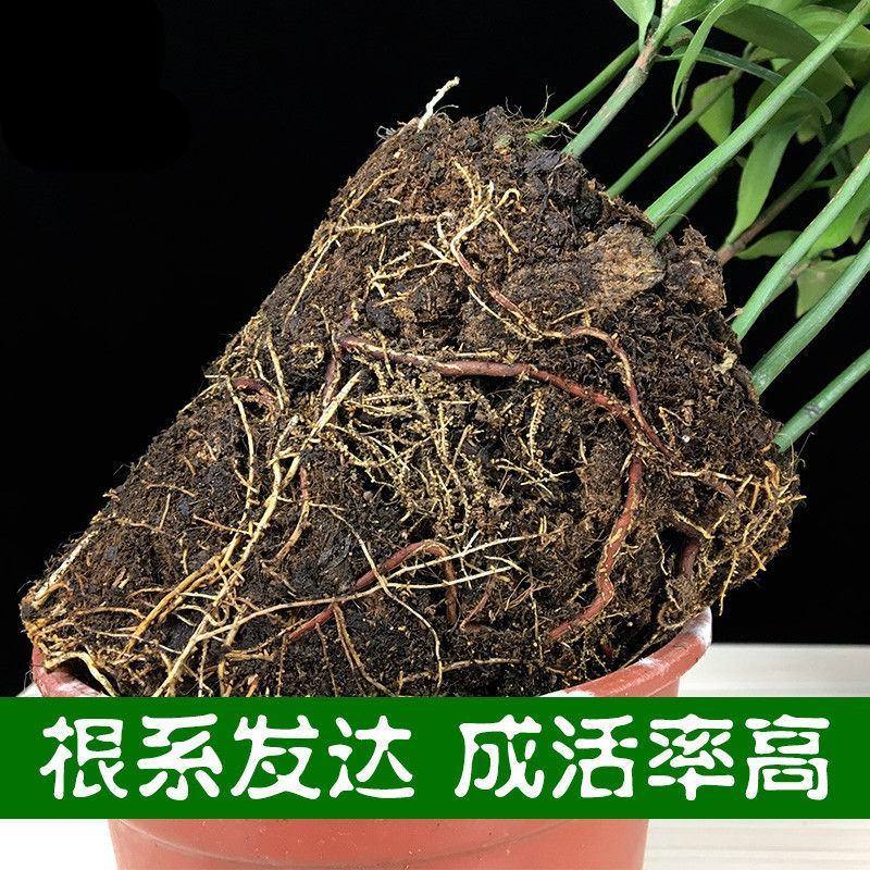 竹柏盆栽四季常青水养水培植物长寿竹平安竹室内耐寒绿植竹柏
