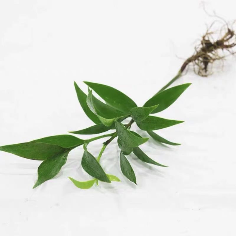 竹柏盆栽四季常青水养水培植物长寿竹平安竹室内耐寒绿植竹柏