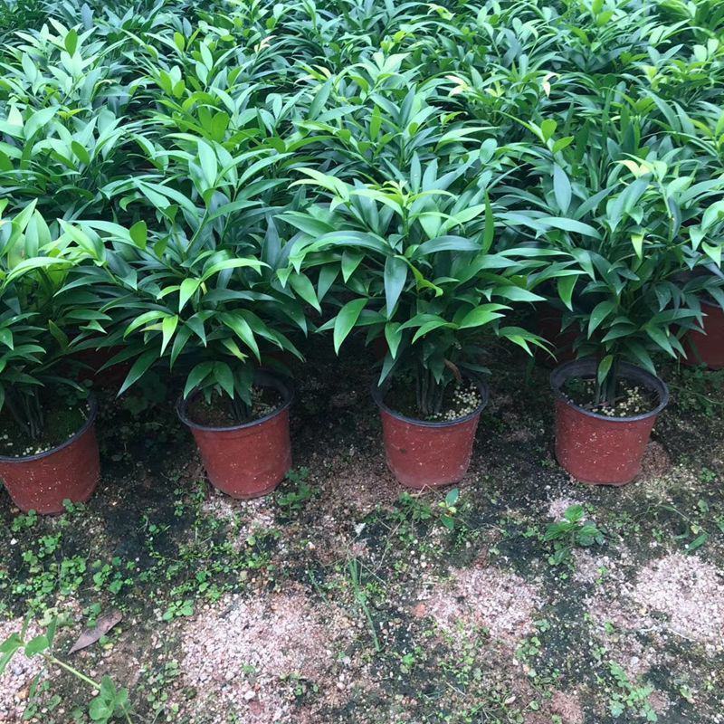 竹柏盆栽四季常青水养水培植物长寿竹平安竹室内耐寒绿植竹柏