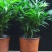 竹柏盆栽四季常青水养水培植物长寿竹平安竹室内耐寒绿植竹柏