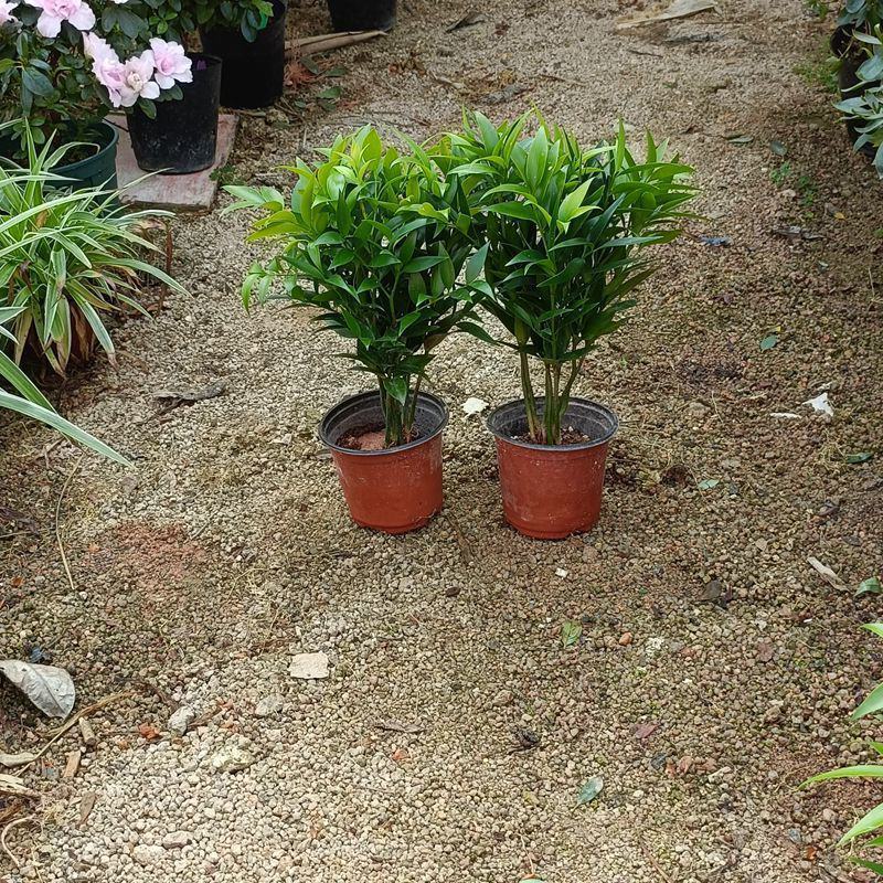 竹柏盆栽四季常青水养水培植物长寿竹平安竹室内耐寒绿植竹柏