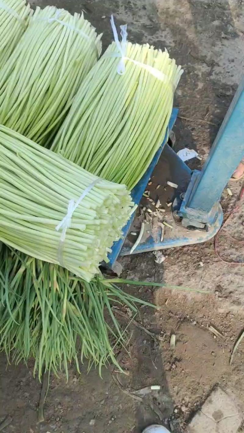 纯鲜薹，粗细适中，长度60-70公分，随行就市，大量走货