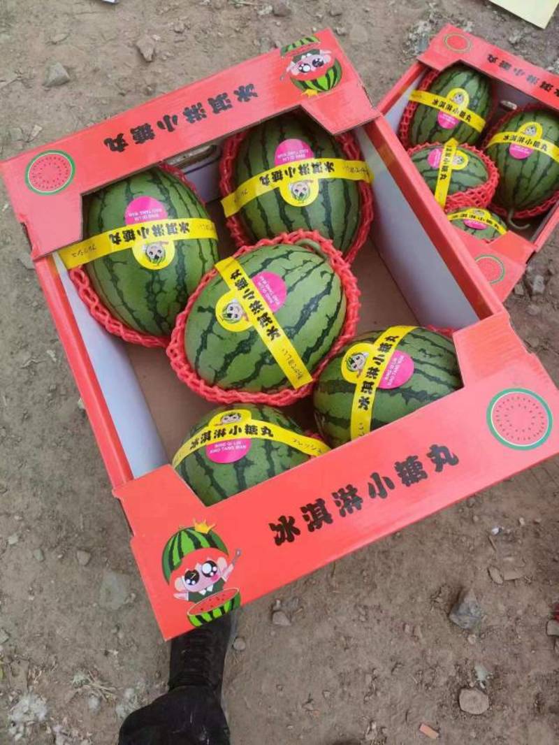 陕西渭南蒲城吊兰西瓜，脆甜皮薄，一手货源，价格便宜，量大从优