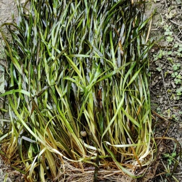 苦草