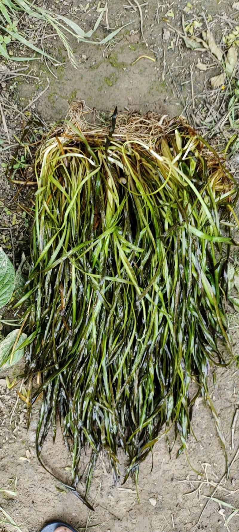 苦草
