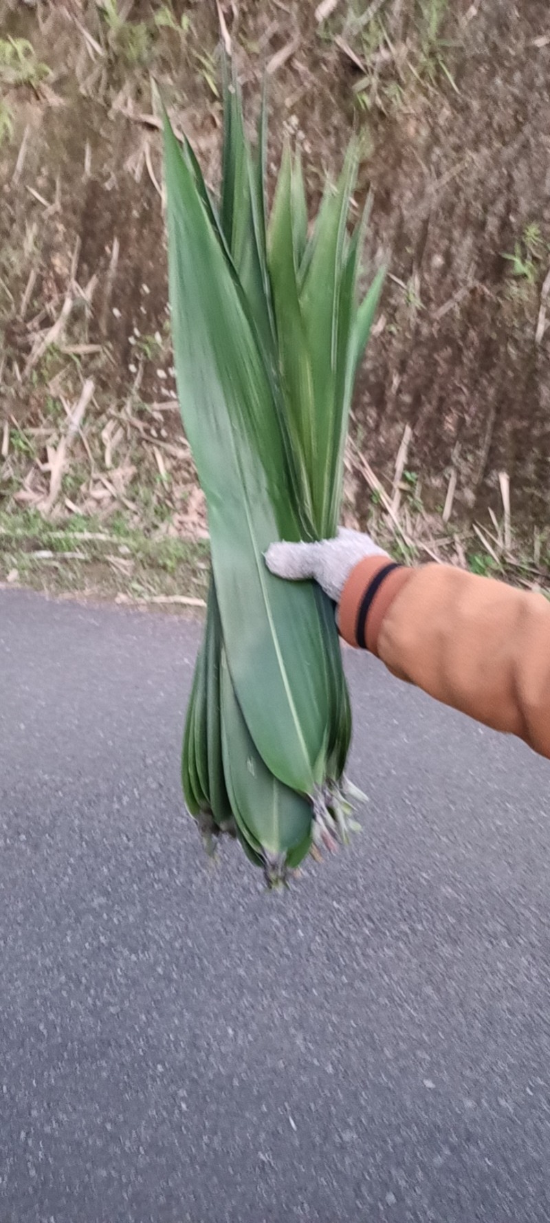 粽叶