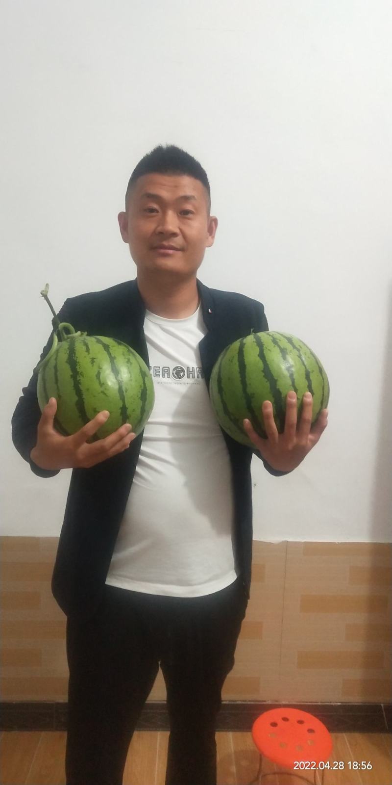 甘肃西瓜美都/现摘现发一手货源，保质保量，全国发货