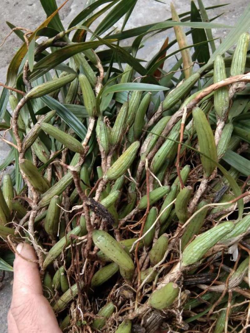 石橄榄