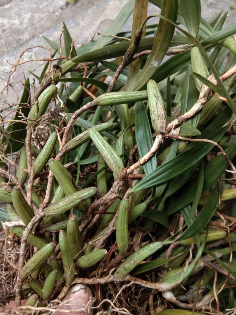 石橄榄