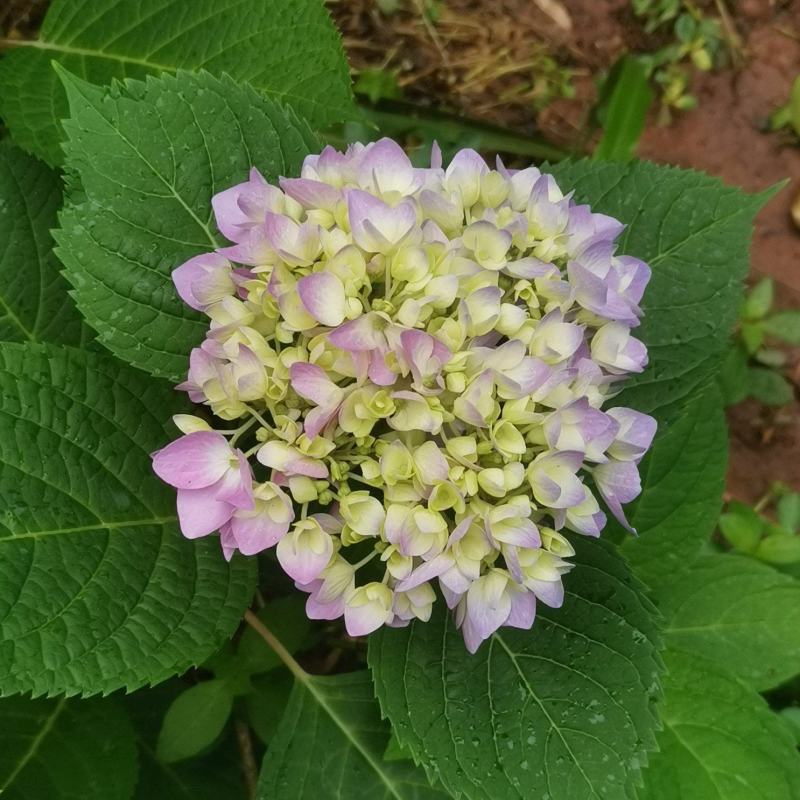 无尽夏绣球花，两年苗