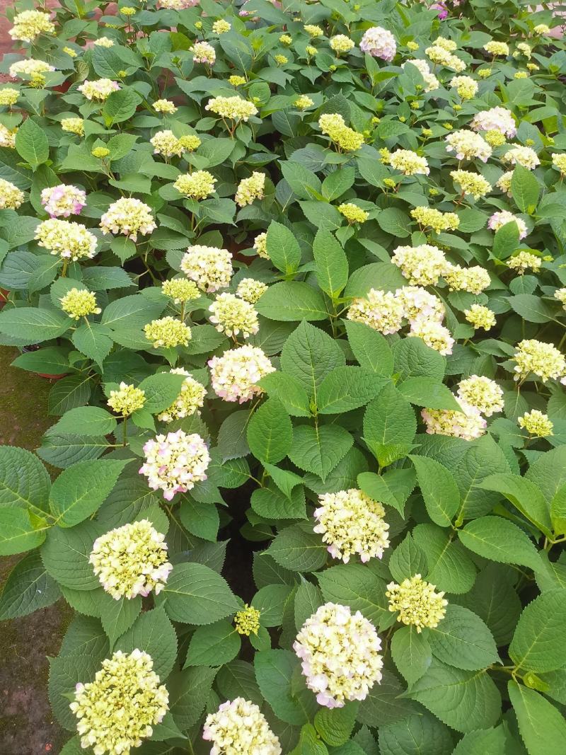 无尽夏绣球花，两年苗