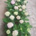 无尽夏绣球花，两年苗