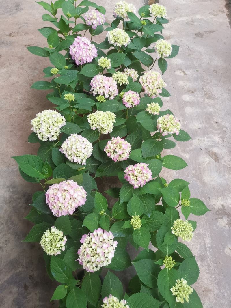 无尽夏绣球花，两年苗