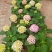 无尽夏绣球花，两年苗