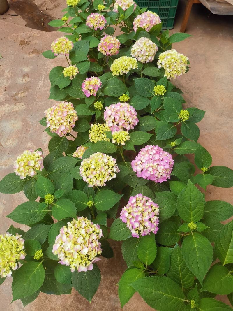 无尽夏绣球花，两年苗