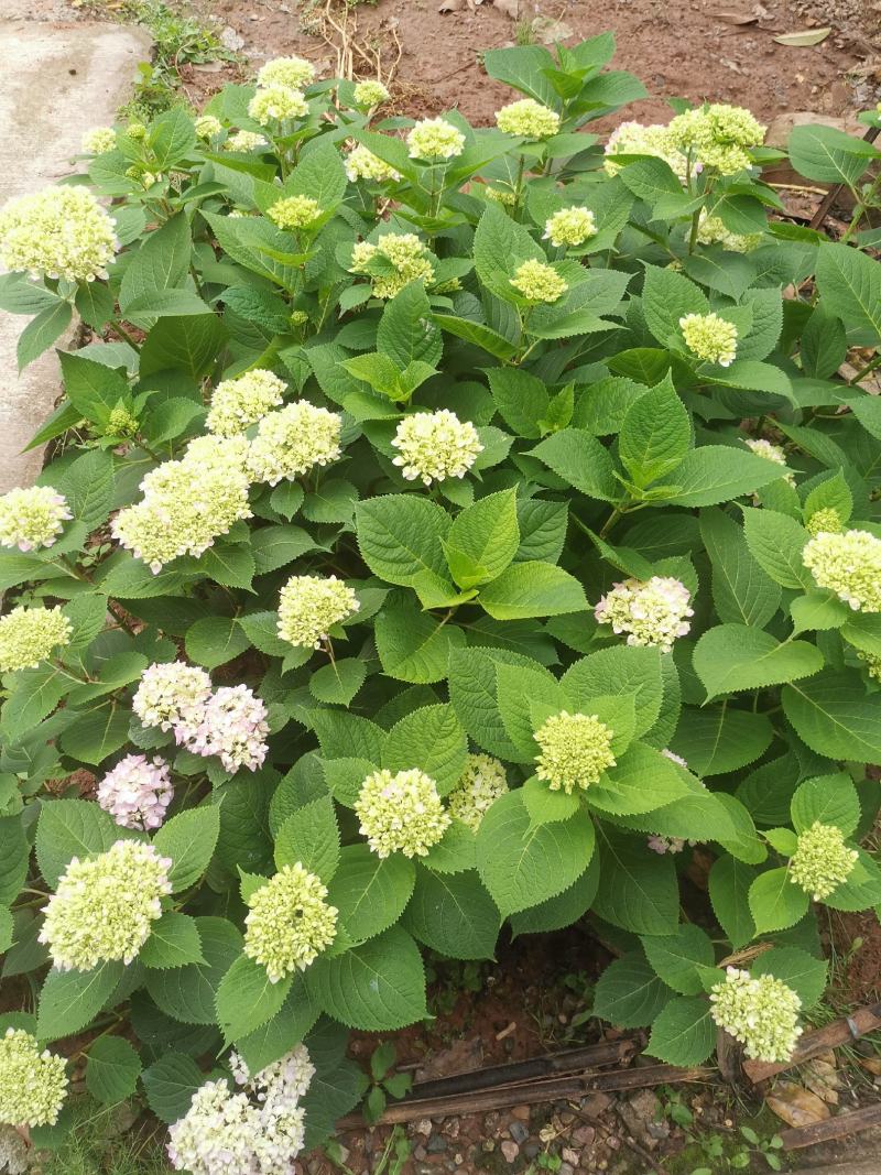 无尽夏绣球花，两年苗
