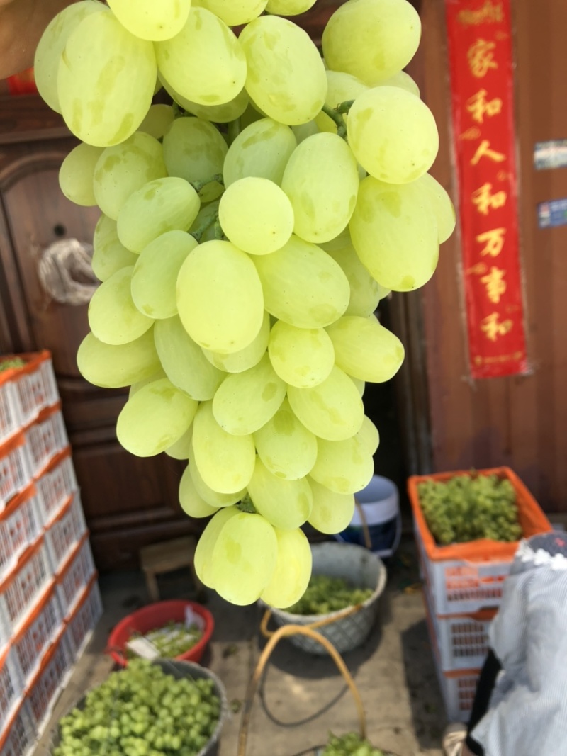 精品维多利亚葡萄