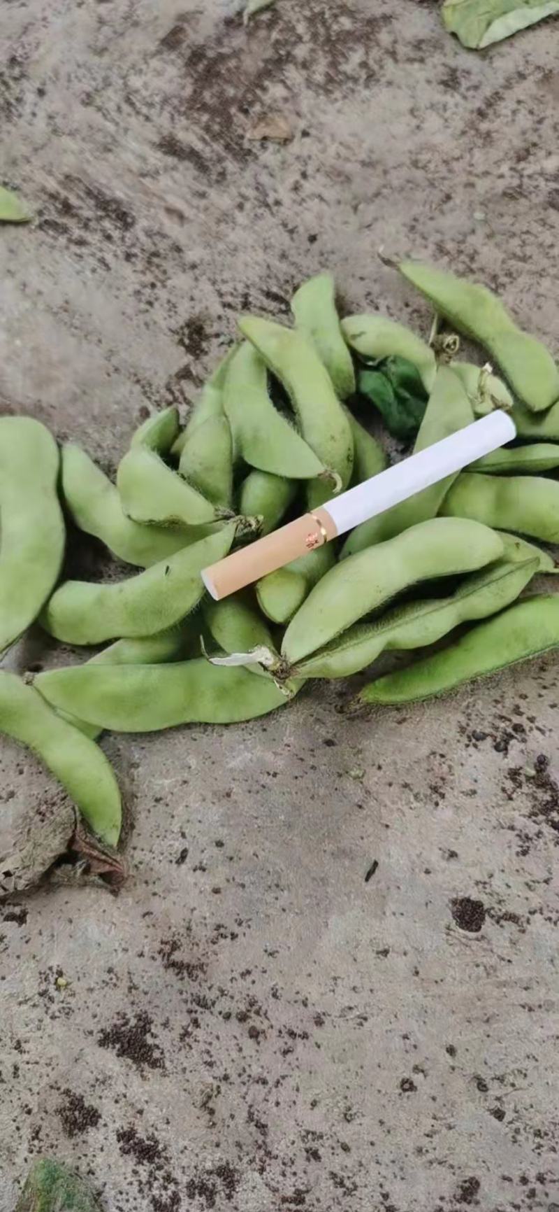 云南精品毛豆大量上市，粒大饱满，大量供应