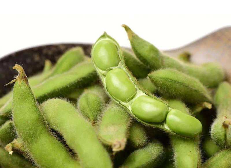云南精品毛豆大量上市，粒大饱满，大量供应