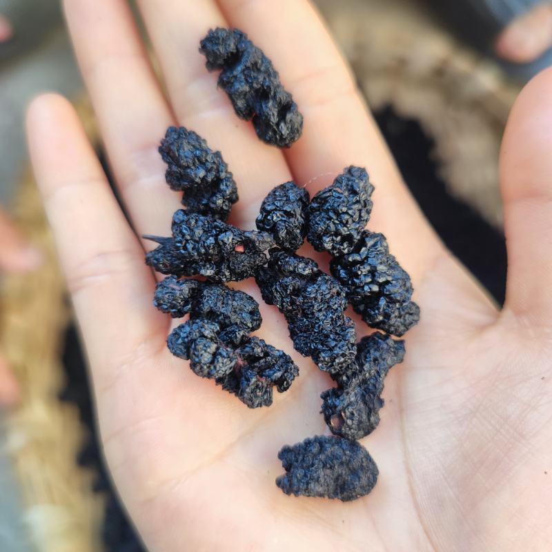 黑桑葚四川德昌桑葚干黑桑椹即食优选泡水泡茶免洗桑甚干