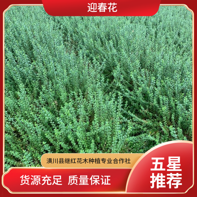 迎春种植基地自产自销基地常年供应货源充足