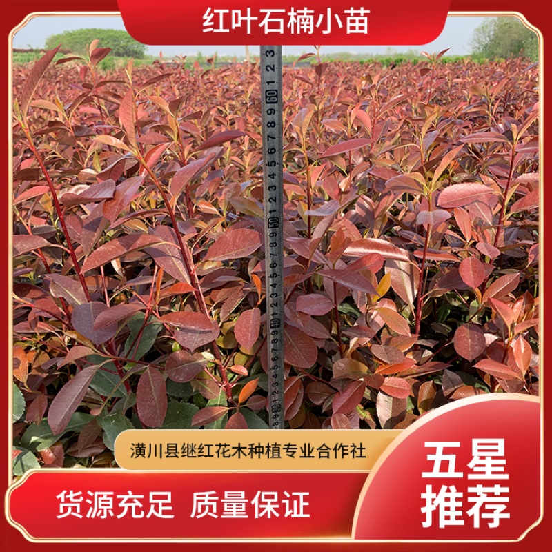 红叶石楠小杯常年供应规格齐全货源充足