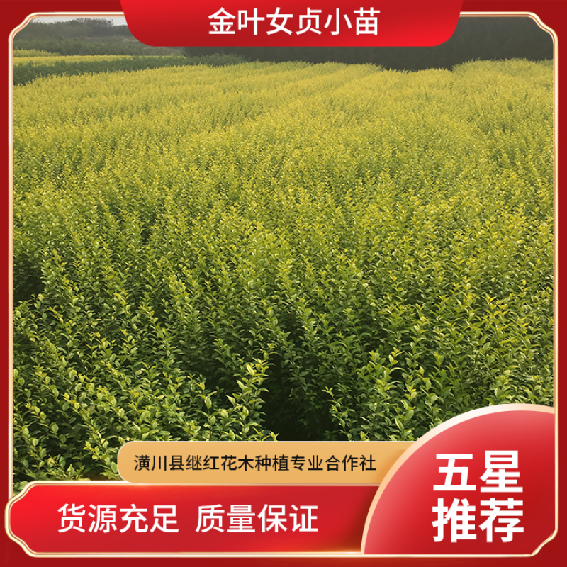 金叶女贞自产自销基地供应常年供应规模齐全货源充足