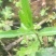 野生刺儿菜苗，野菜种苗，天然无污染，值得购买！！！！！！