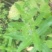 野生刺儿菜苗，野菜种苗，天然无污染，值得购买！！！！！！