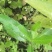 野生刺儿菜苗，野菜种苗，天然无污染，值得购买！！！！！！