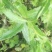 野生刺儿菜苗，野菜种苗，天然无污染，值得购买！！！！！！