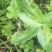野生刺儿菜苗，野菜种苗，天然无污染，值得购买！！！！！！