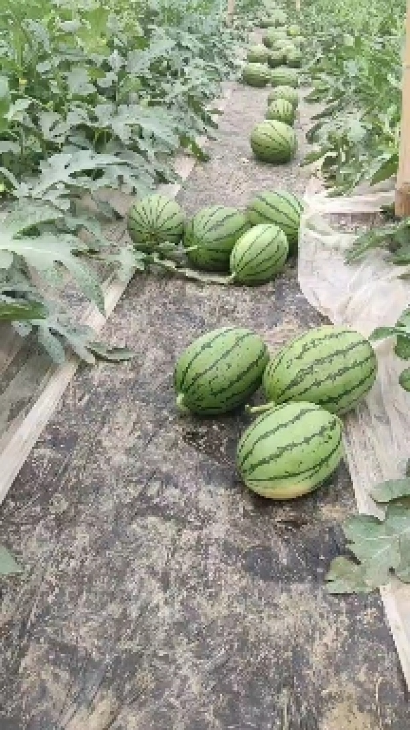 杭州早春红玉小西瓜拿比特早春红玉小西瓜拿比特