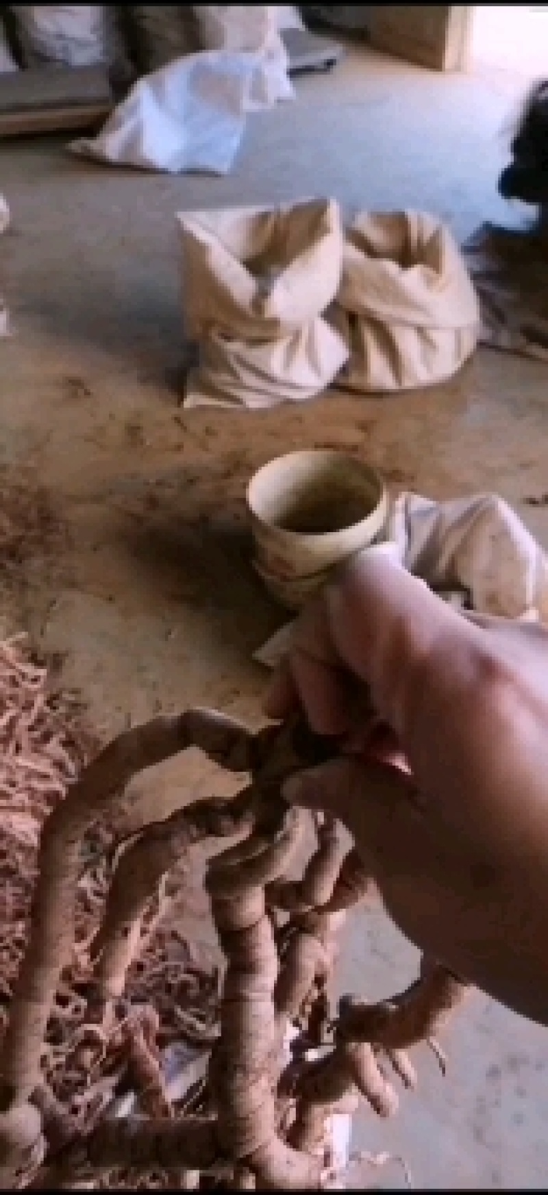 巴戟天特标鲜货