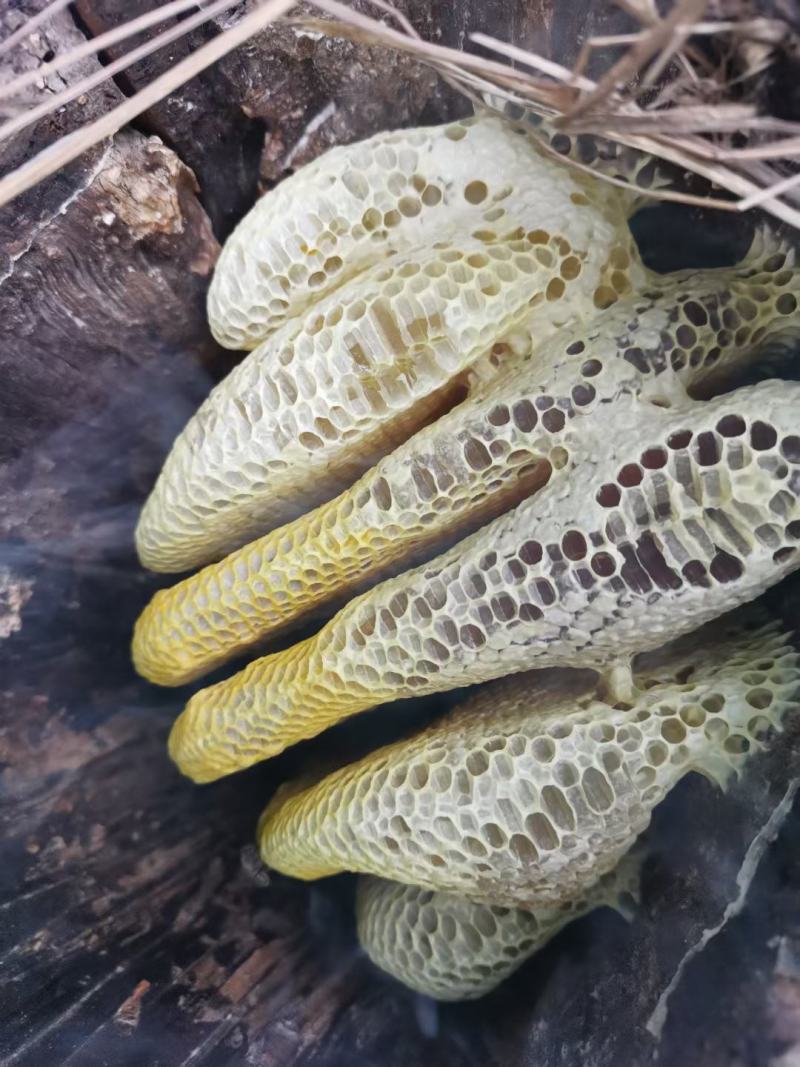 热销云南文山深山老林土蜂蜜