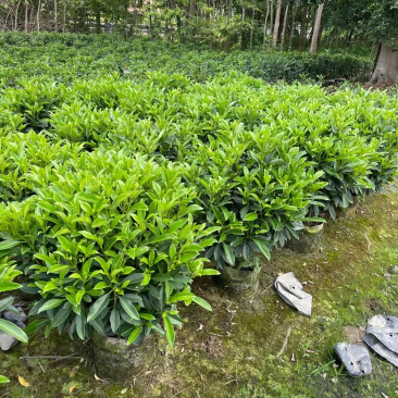 非洲茉莉室内植物